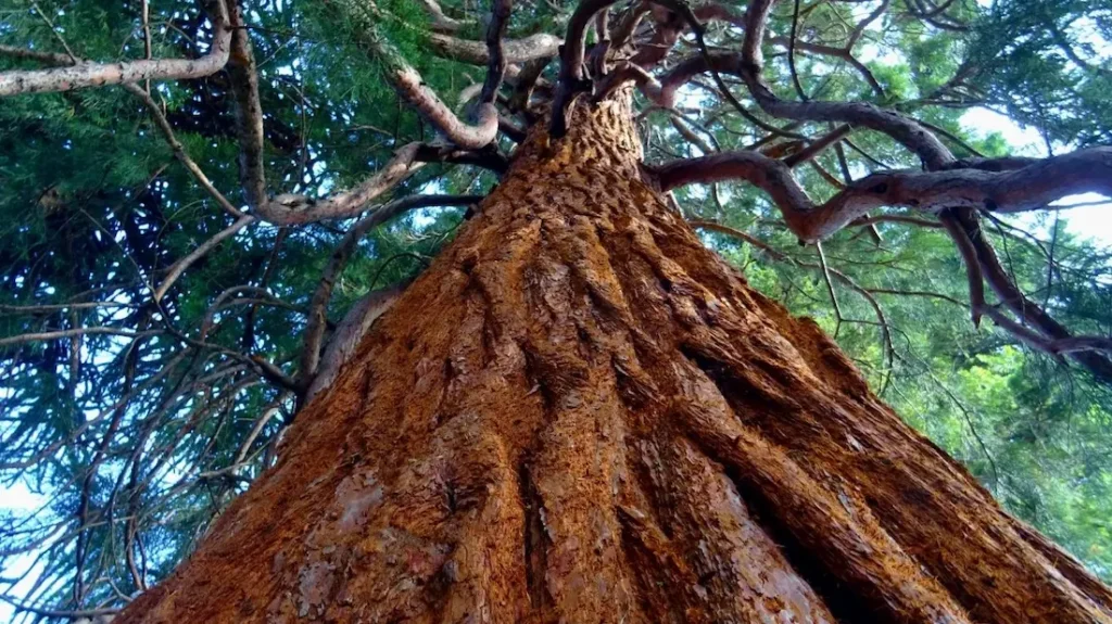 arbol